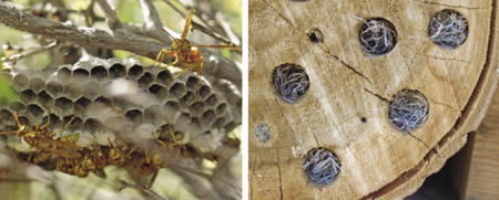 Photograph of paper wasp colony.